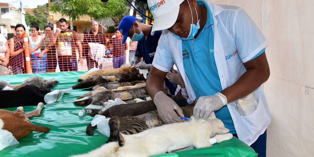 Jornada de esterilización a caninos y felinos en Santa Marta