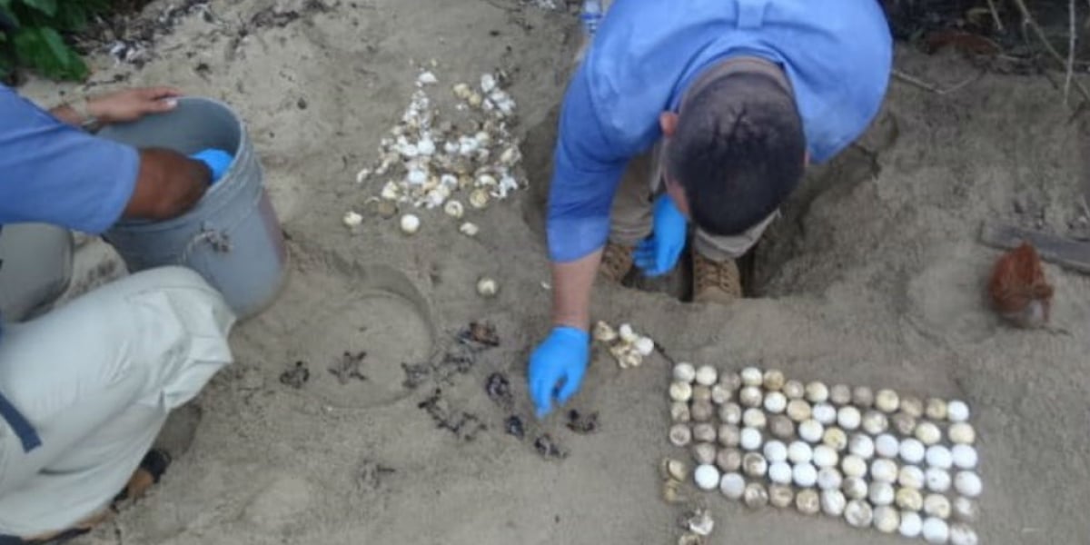 Nacimiento de tortugas carey en el Parque Tayrona.