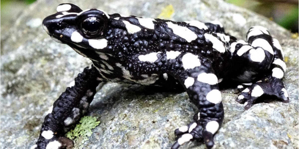 rana arlequin de la noche estrellada