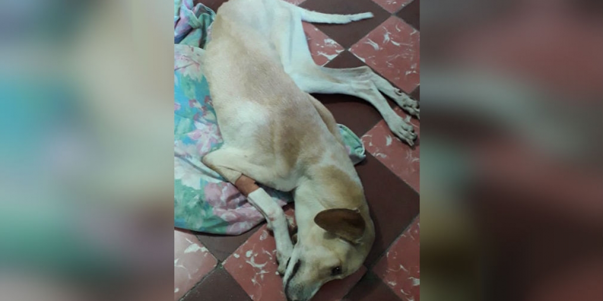 Cortesía Mascota de Tatiana Padilla.