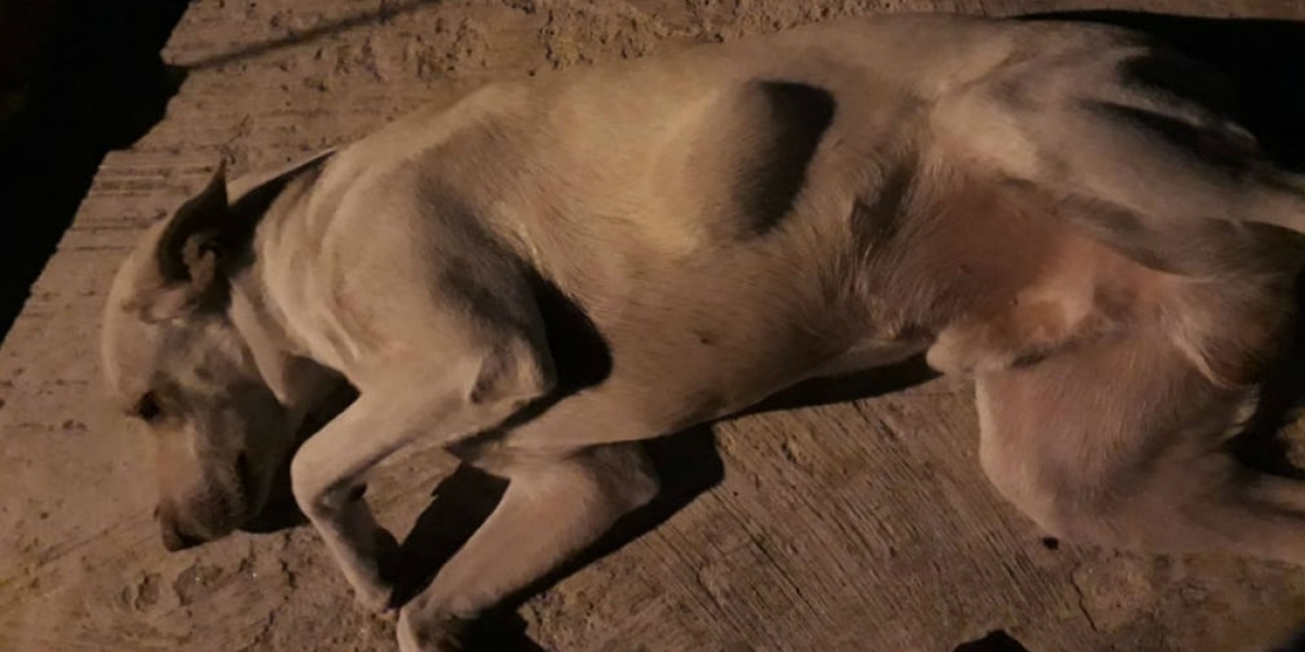 El dueño de este perro dijo que a su mascota le salió un trombo tras la vacunación.