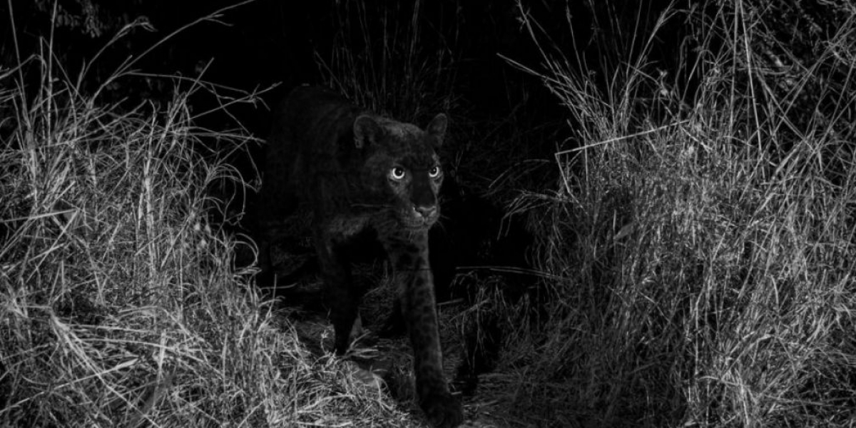 Leopardo negro captado en Kenia.