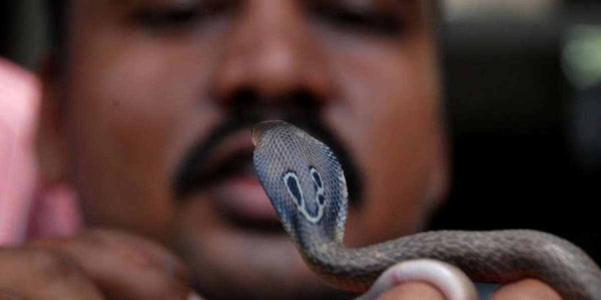 Imagen de referencia Hombre atacado por serpiente venenosa en la India