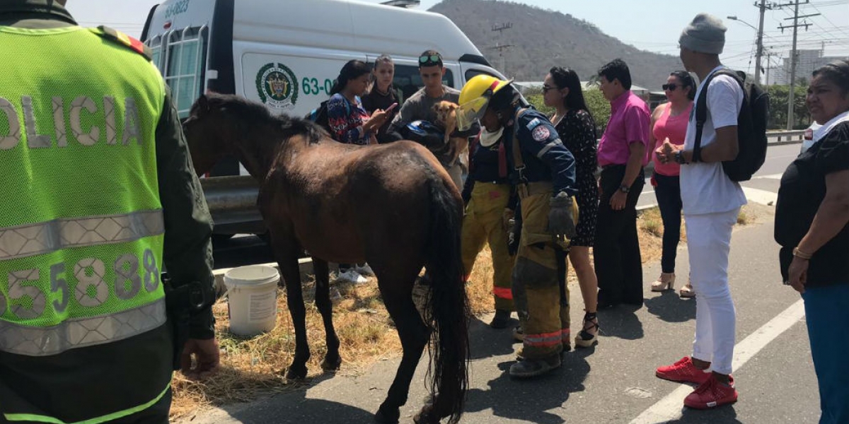 Caballo herido en accidente en El Rodadero. El animal murió horas después.