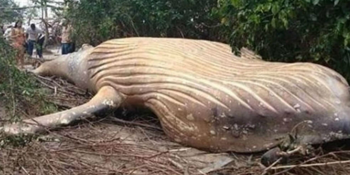 Ballena jorobada encontrada en la selva amazónica.