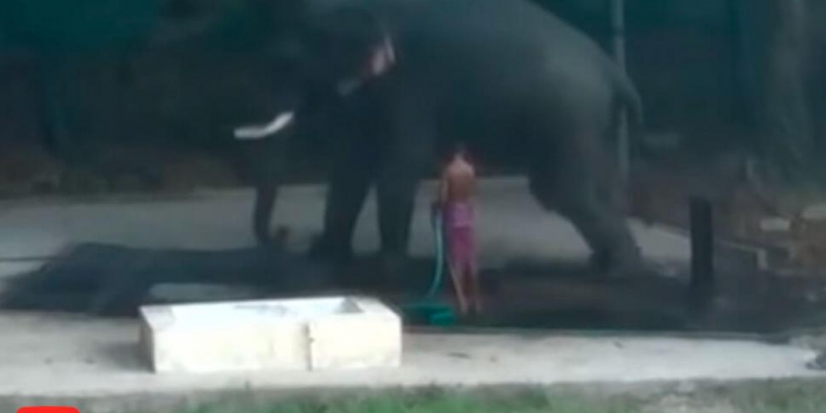 Hombre muere en la India mientras bañaba a Elefante