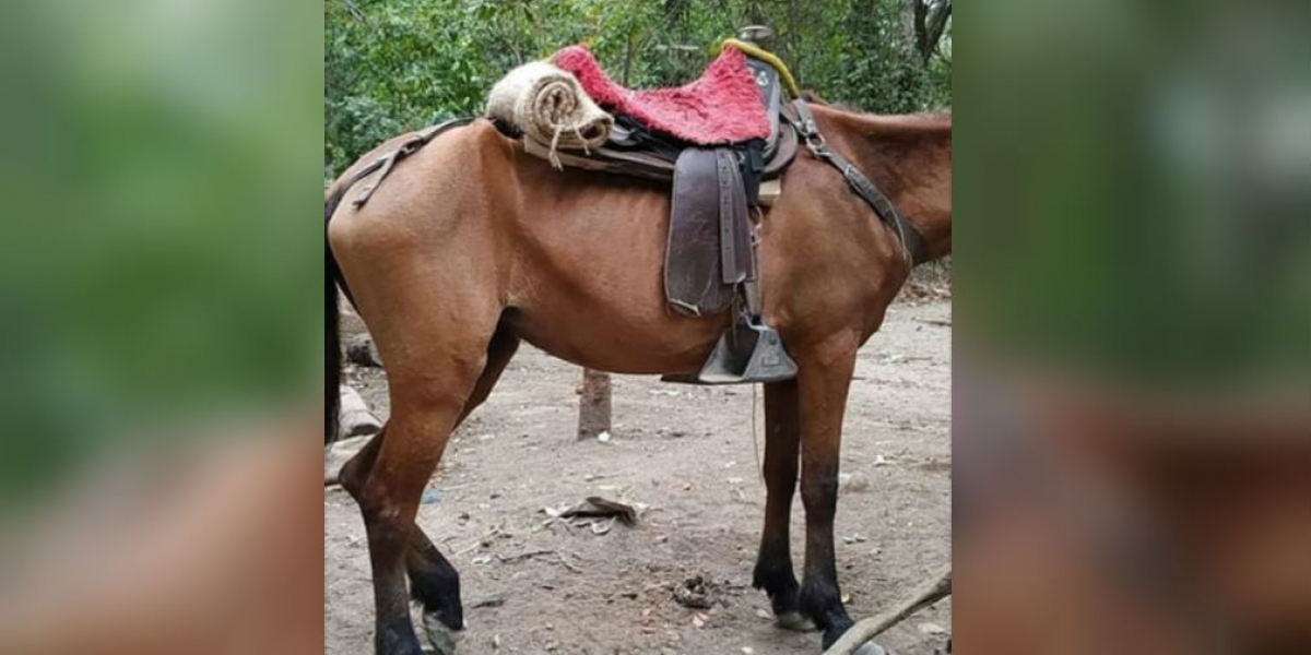 Este es el estado de uno de los caballos en el Parque Tayrona. 