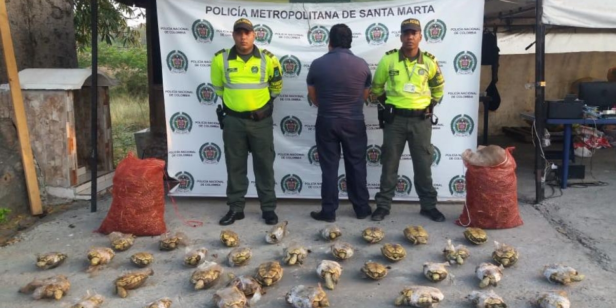 Policía Metropolitana El sujeto pretendía comercializar las hicoteas en Barranquilla