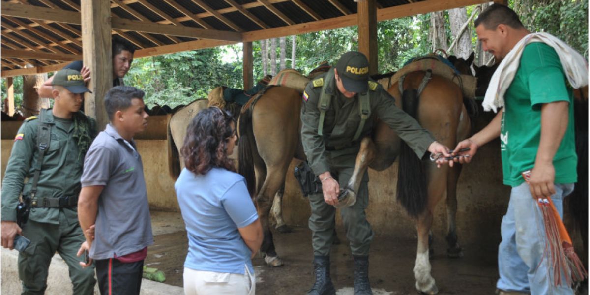 La Policía inspeccionó el estado de los caballos y mulas en el Parque Tayrona.