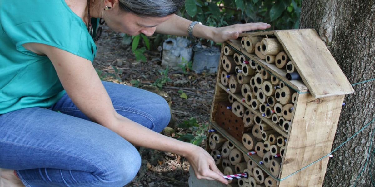 Los llamados hoteles de abejas fueron instalados en cinco puntos de la Universidad, con el propósito de lograr estudiar e identificar las especies que se encuentran en el Campus y sus alrededores.