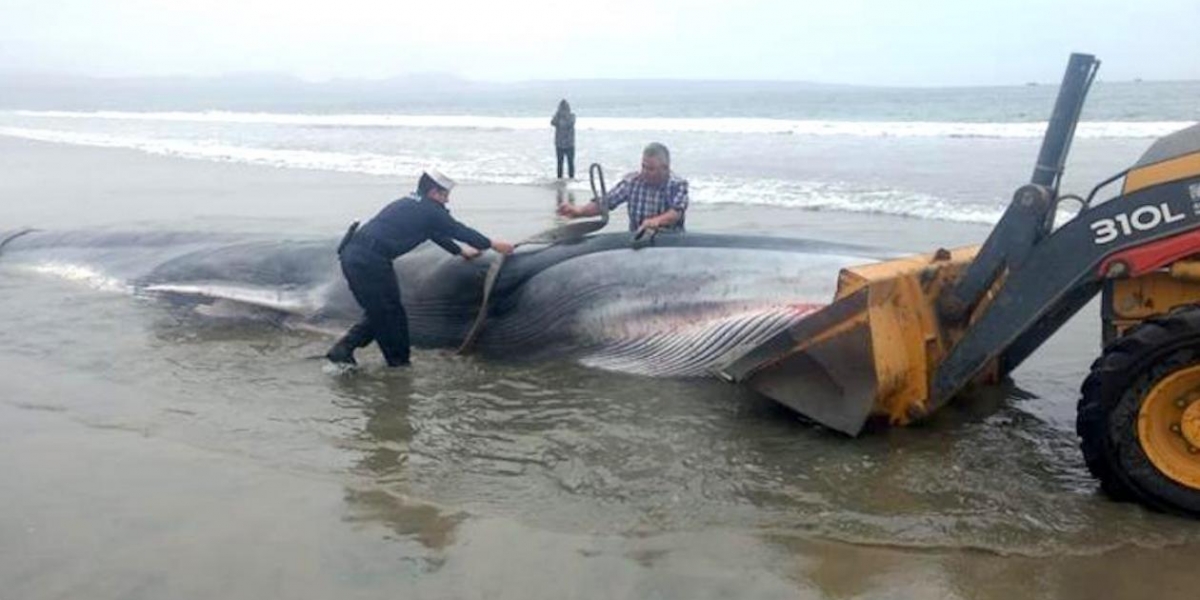 Trabajos de remolque del cuerpo sin vida de una ballena en la orilla de la playa de Tongoy, en la norteña región de Coquimbo (Chile). 