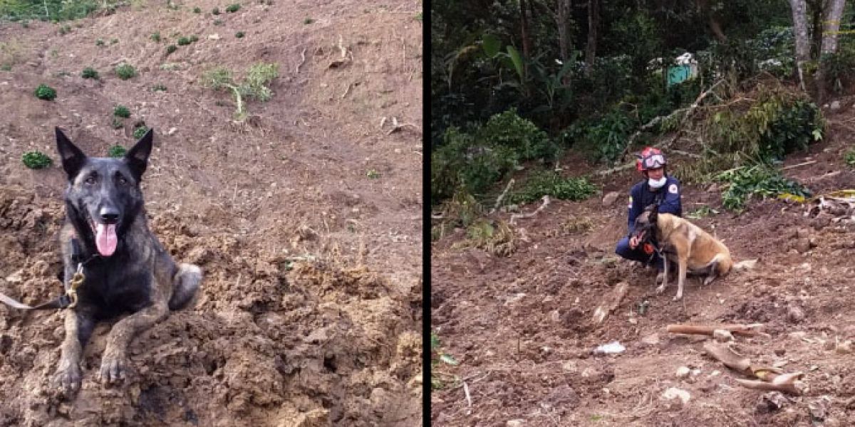 Los perros hacen parte fundamental del cuerpo de bomberos de ese departamento