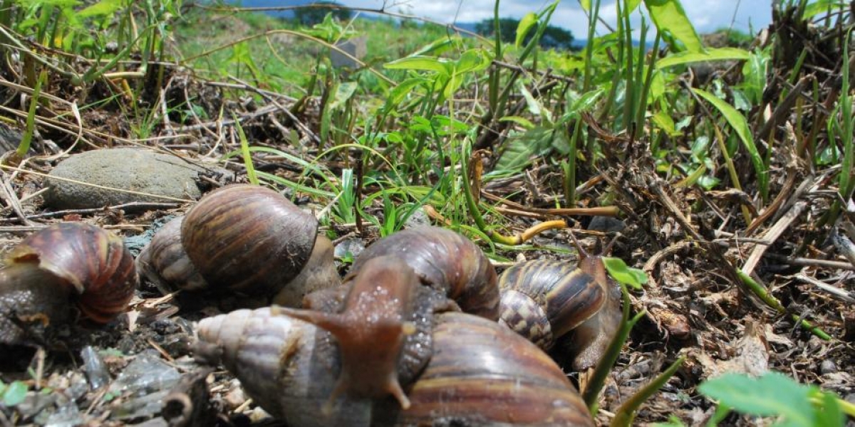 Caracol africano- especie invasora