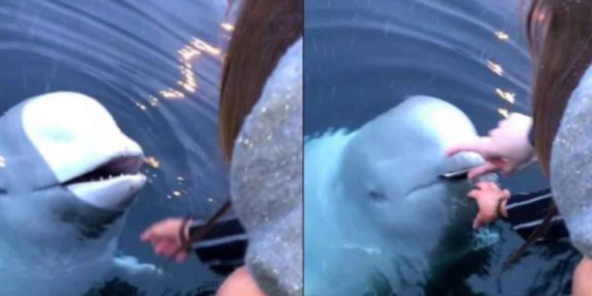 Ballena beluga recupera celular en Noruega