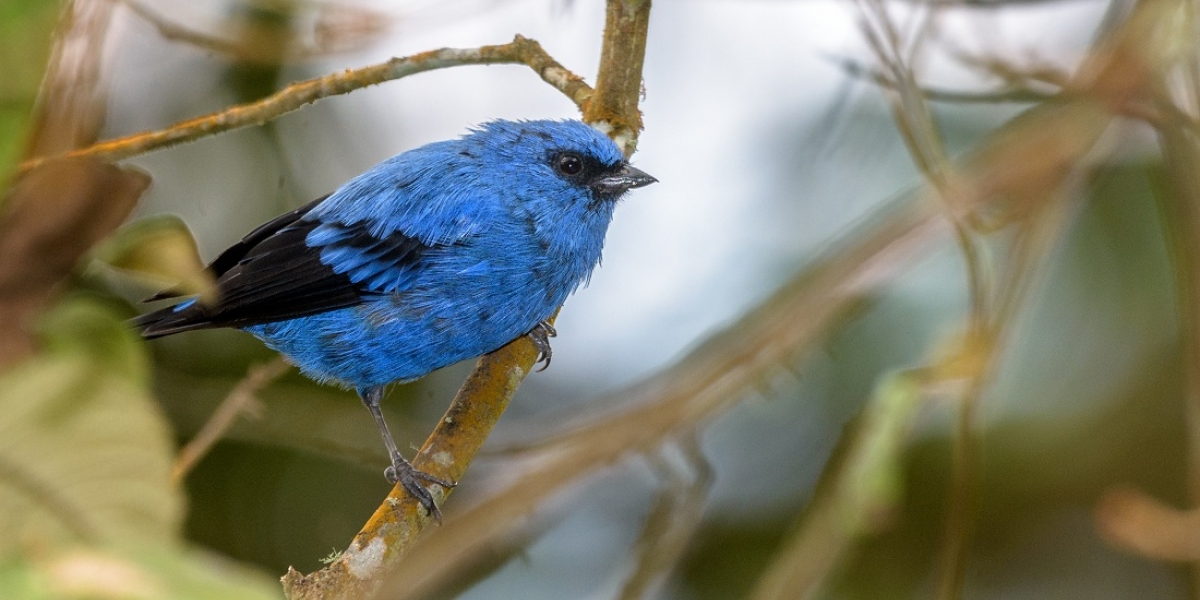 Día Internacional de las Aves