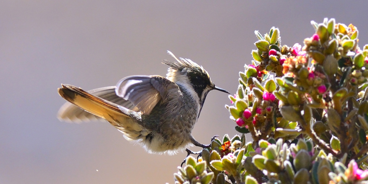 El Magdalena se destaca por su riqueza en especie de aves