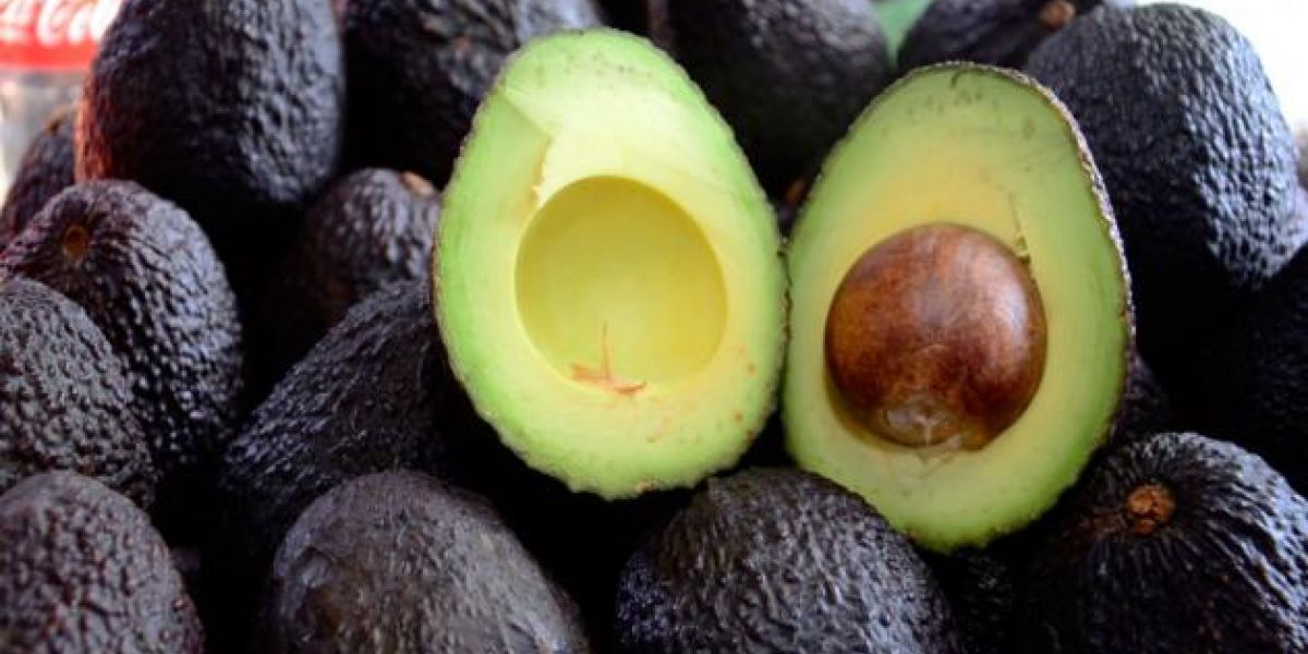 Aguacate Hass será exportado por el Puerto de Santa Marta. 