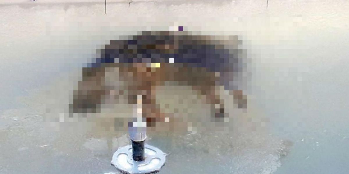 Correo del Sur El perro murió en una fuente congelado por las temperaturas.