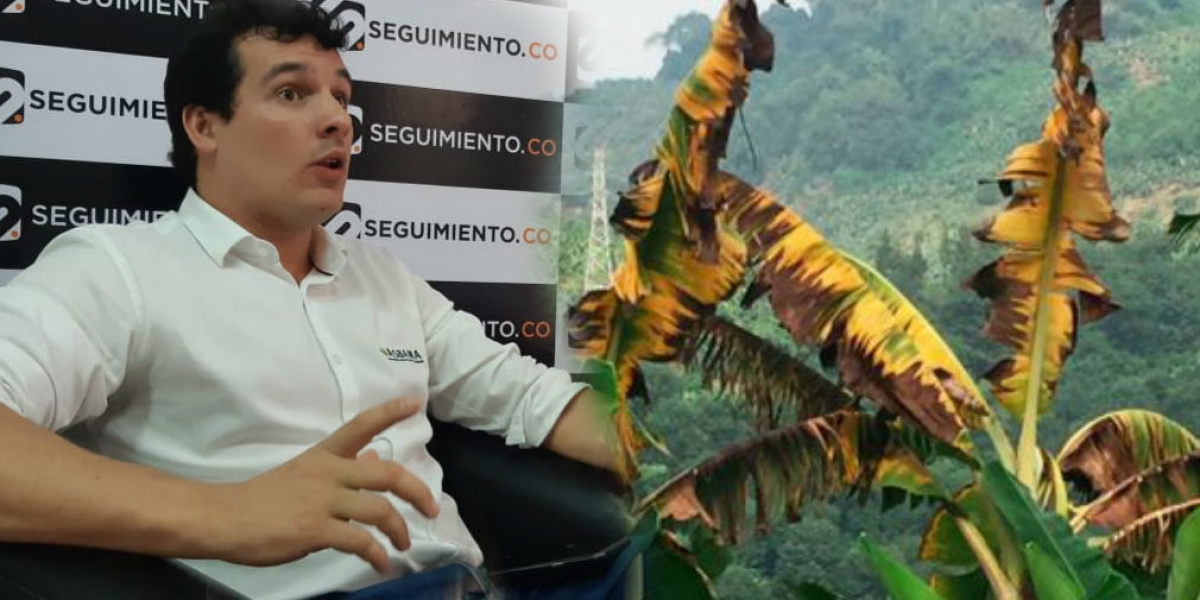 Seguimiento.co José Francisco Zúñiga, presidente de Asbama, aclara mitos sobre el hongo que afecta cultivos en La Guajira.