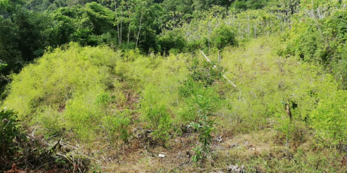 Zona erradicada en la vereda Miramar.