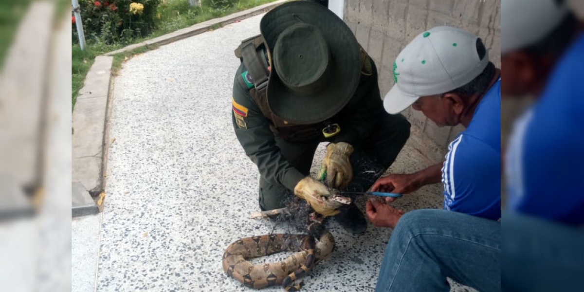 Boa constrictor atrapada en desechos de basura.