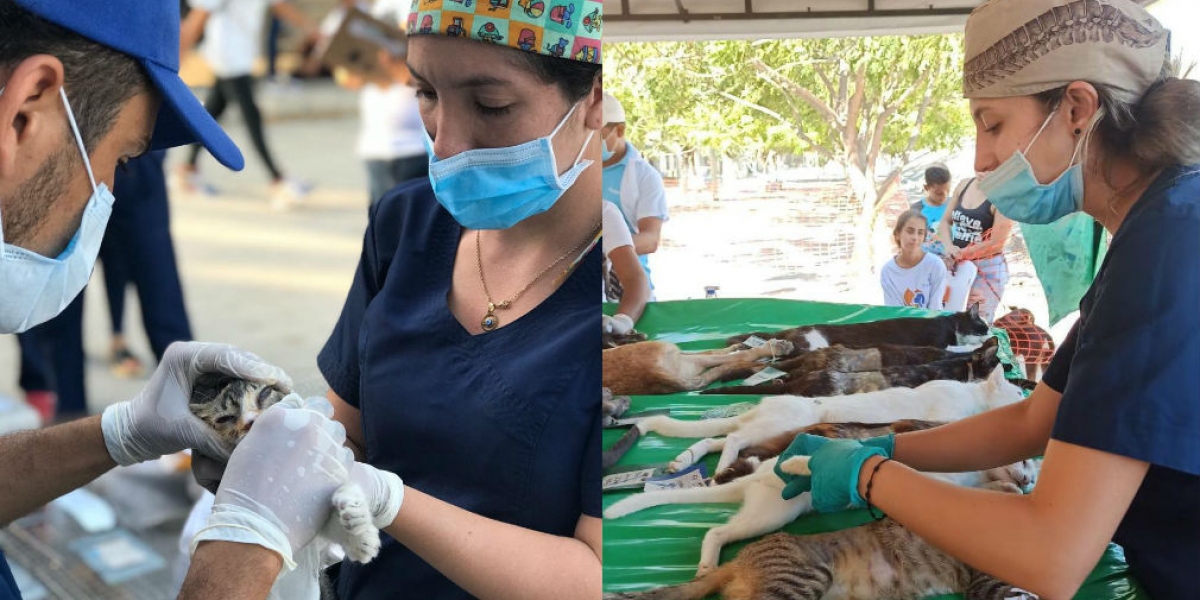 Esterilización de perros y gatos en Santa Marta