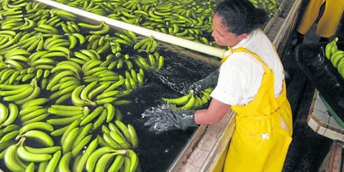Seguimiento-Archivo De acuerdo con la asociación, el banano exportado al Reino Unido cuenta con las certificaciones Fairtrade, Global GAP y Rainforest Alliance.