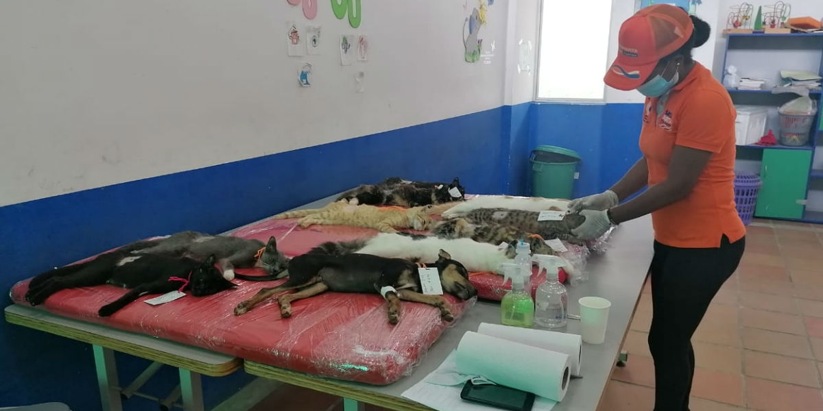 Esterilización felina y canina.