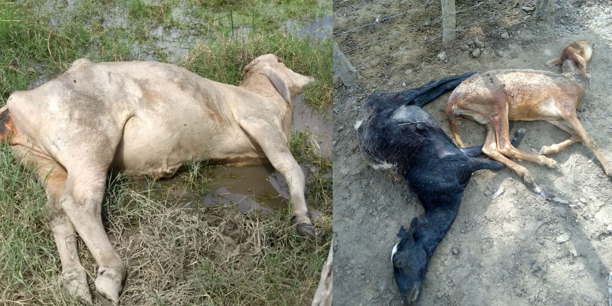 Animales ahogados en El Retén.