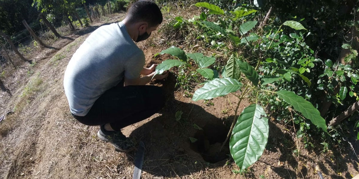 Plantación de árboles durante la campaña 'Santa Marta Siembra'.