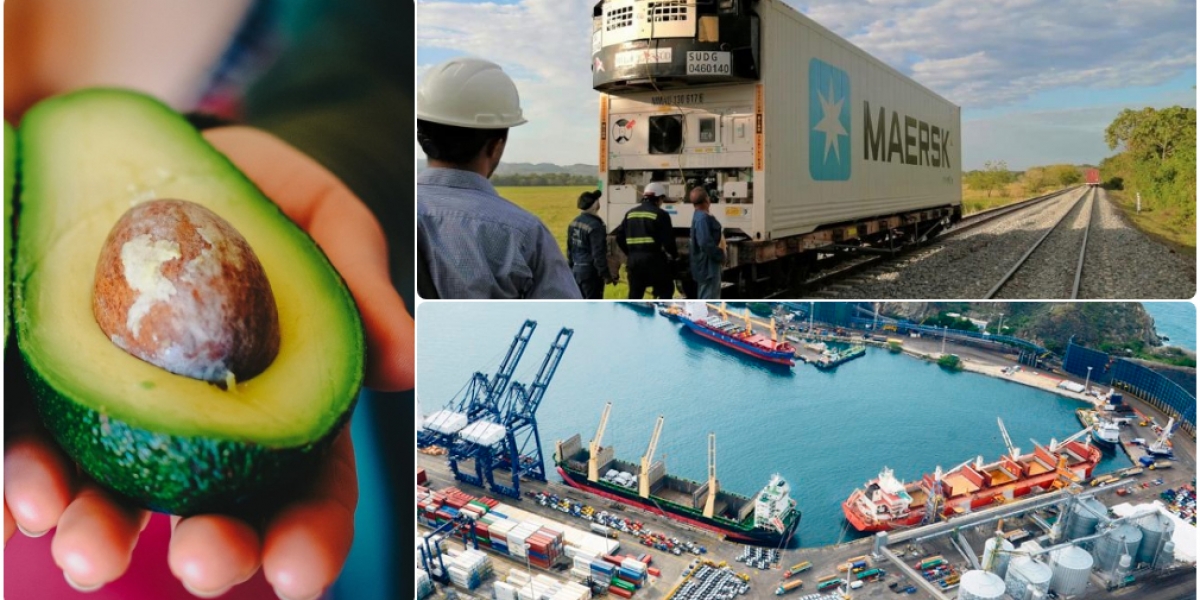 La carga de aguacate Hass fue transportada en contenedores refrigerados.