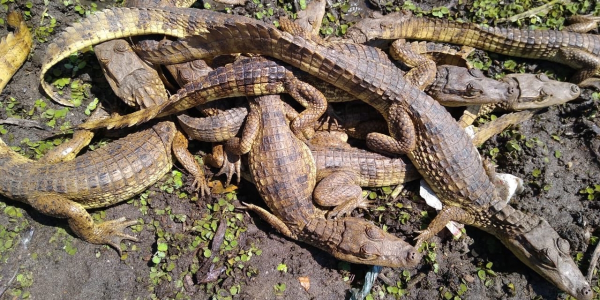 Twitter @CORPAMAG Rescate de babillas en Santa Bárbara de Pinto