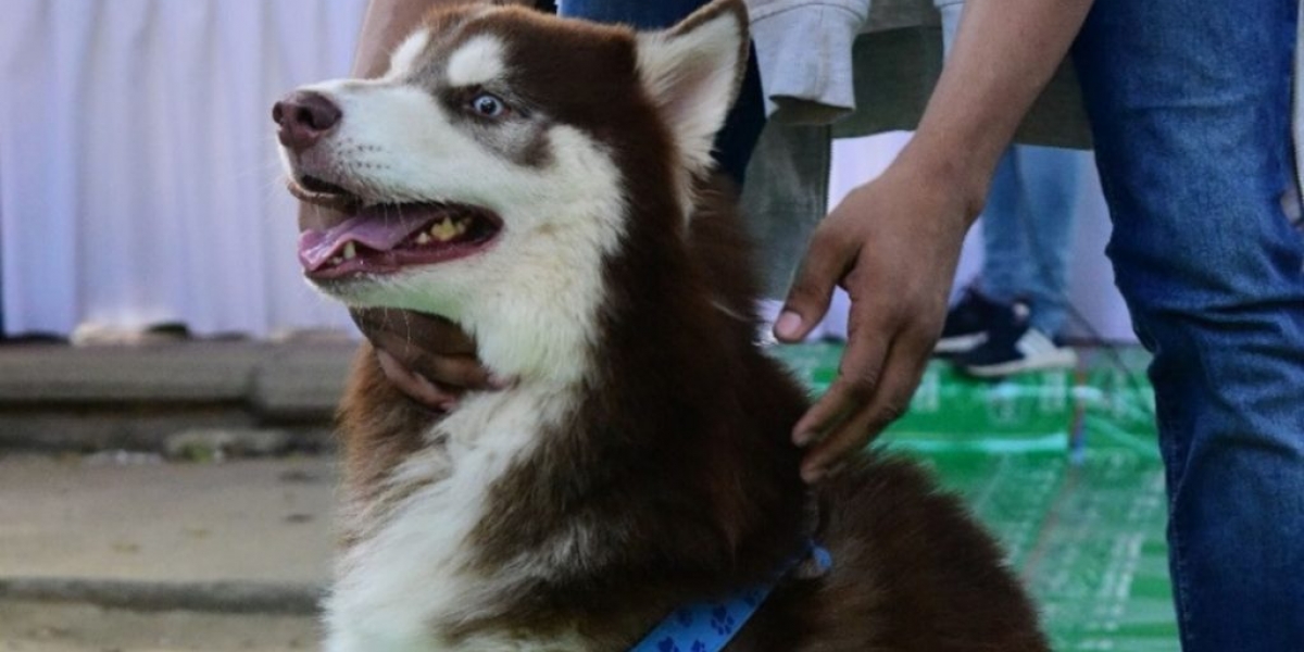 Las mascotas podrán salir de sus casas una vez al día para hacer sus necesidades.