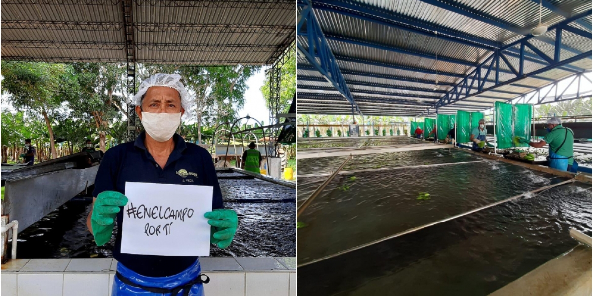 Este proceso lo realizan gracias a la implementación de adecuaciones en infraestructura que privilegian el distanciamiento social, y de un conjunto de medidas sanitarias para proteger la salud de más de 48.000 trabajadores rurales y sus familias en los tres departamentos.