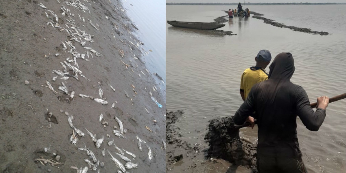Corpamag Mortandad de peces en Zapayán y San Zenón.