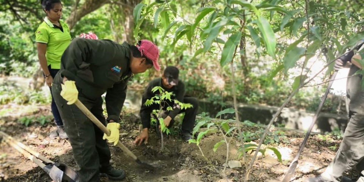 El objetivo es sembrar unos 4 mil árboles nativos en el complejo deportivo Villa Bolivariana y otros 4 mil a lo largo del Distrito.