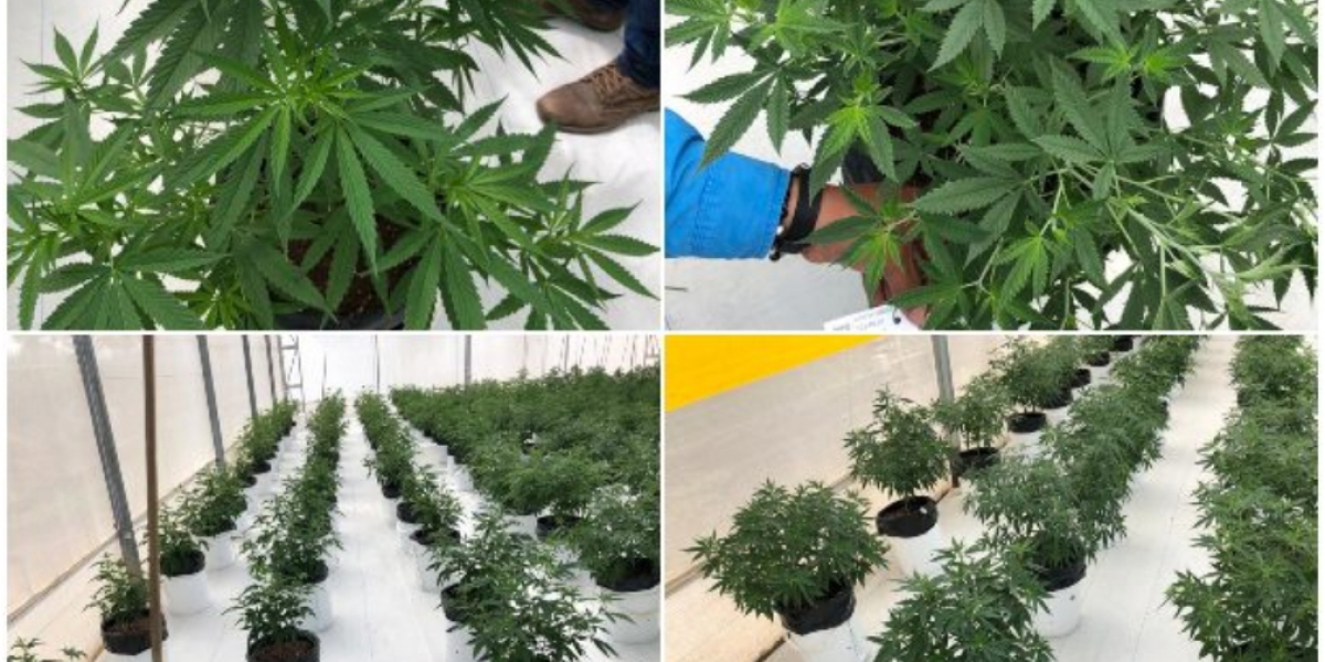 ICA cumple con el registro de actividades de inscripción y evaluación de fuentes semilleras de cannabis, importación, exportación y pruebas de evaluación agronómica, para entregar productos con alta condición fitosanitaria.