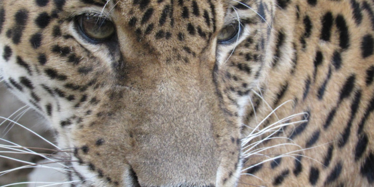 El jaguar sale a cazar con sus crías en la vereda Buenos Aires.