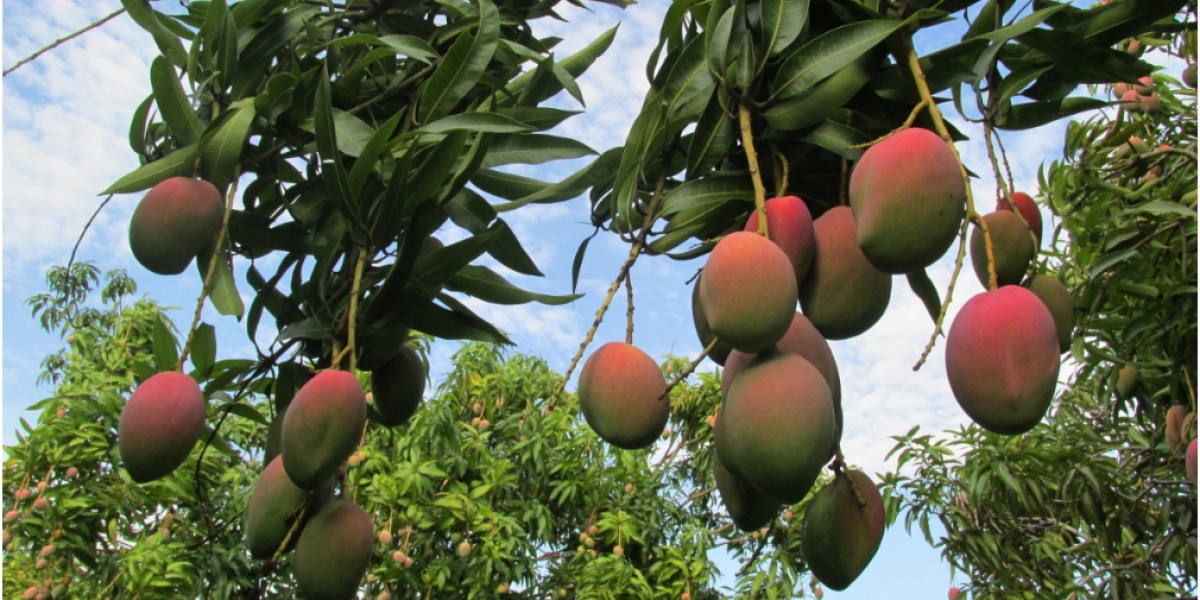 Las acciones se llevan a cabo para asegurar la sanidad del campo colombiano.