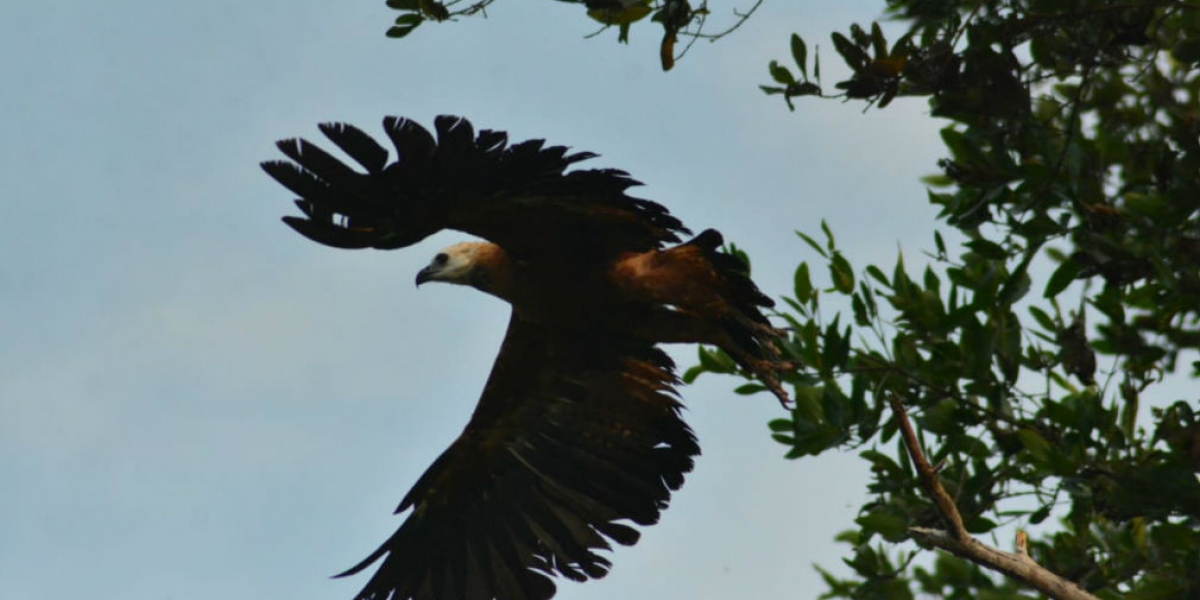 Una de las especies avistadas en el Santuario.