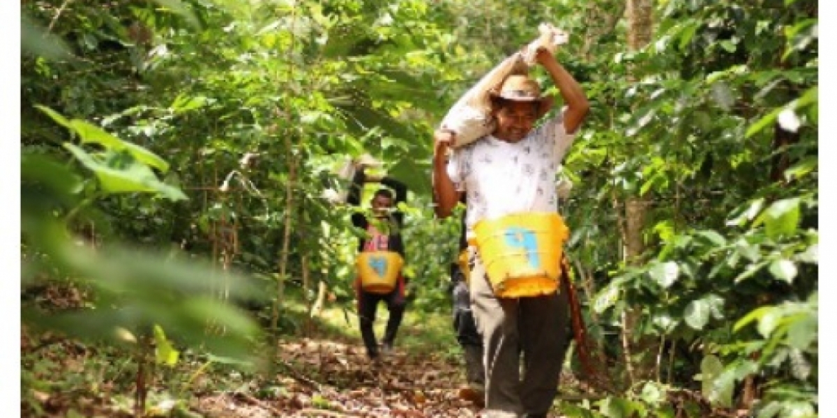 La firma de comercialización de Agrosec con la Federación Nacional de Cafeteros para la venta de café orgánico ‘Fruto de la Restitución’ fue uno de los puntos importantes en los últimos dos años en el departamento. 