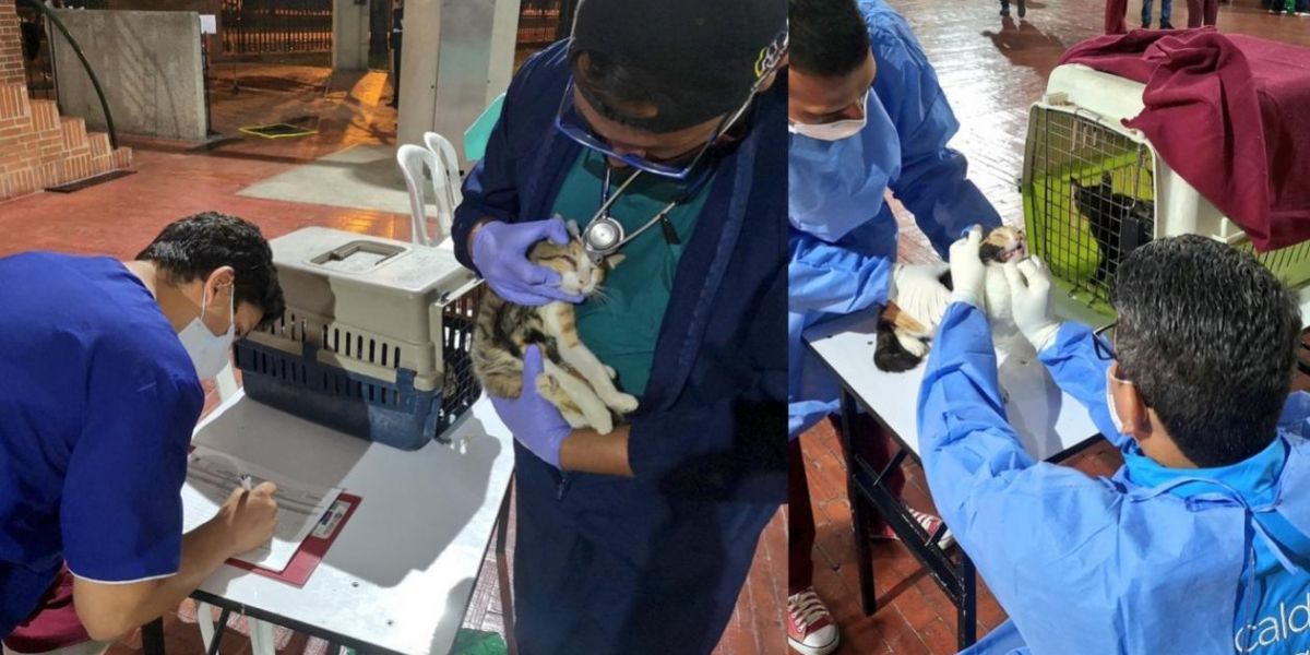 De 270 gatos embarcados en Santa Marta llegaron 252 a Bogotá. Cortesía.