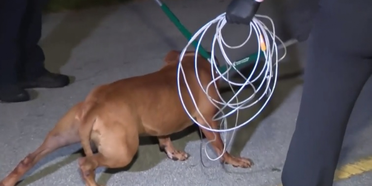 Local 10 Este fue el perro pitbull que mató a la anciana e hirió a su hijo.