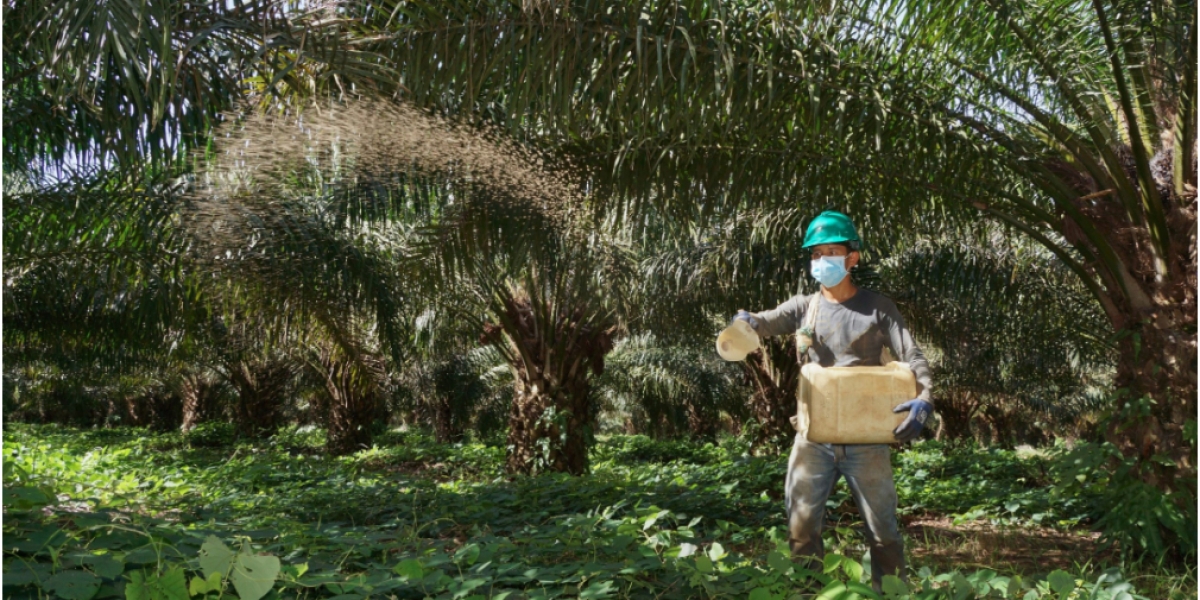 Actualmente, el aceite de palma participa con 64 % del mercado total de aceites y grasas del país.