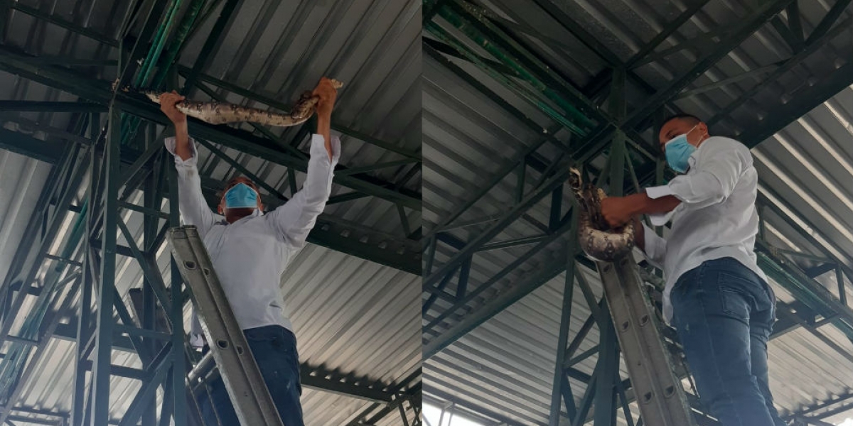 Boa rescatada en bodega de Berlinas.