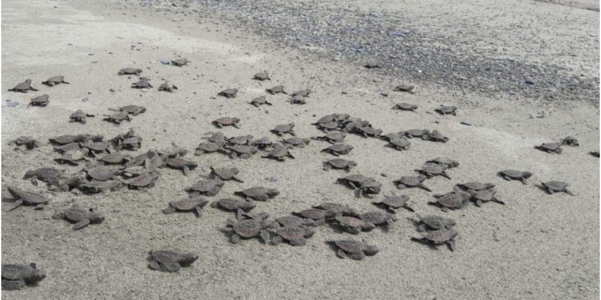 Estas playas son escogidas por las tortugas para arribar y eclosionar debido a sus ecosistemas marinos costeros productivos