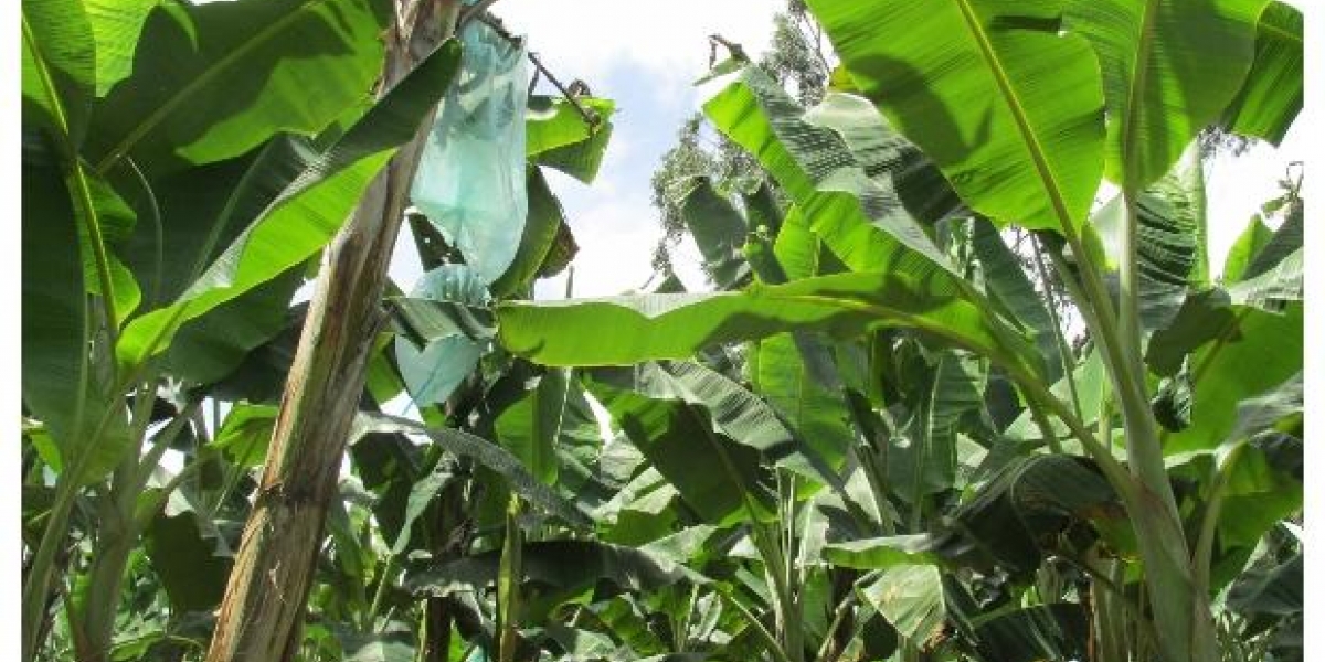 Es la primera exportación de plátano en fresco de este municipio risaraldense, donde los productores han adoptado las Buenas Prácticas Agrícolas