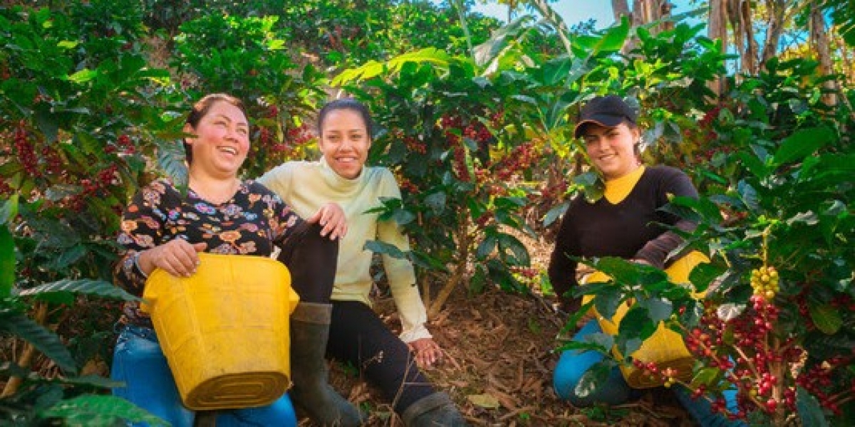 Podrás conocer todo lo relacionado con con el café de la Sierra Nevada