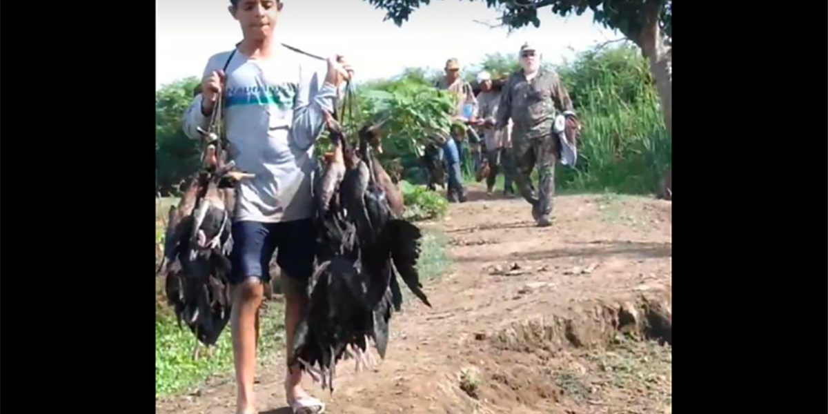 La caza indiscriminada de aves migratorias estaría ocurriendo en Ciénaga Grande de Santa Marta.