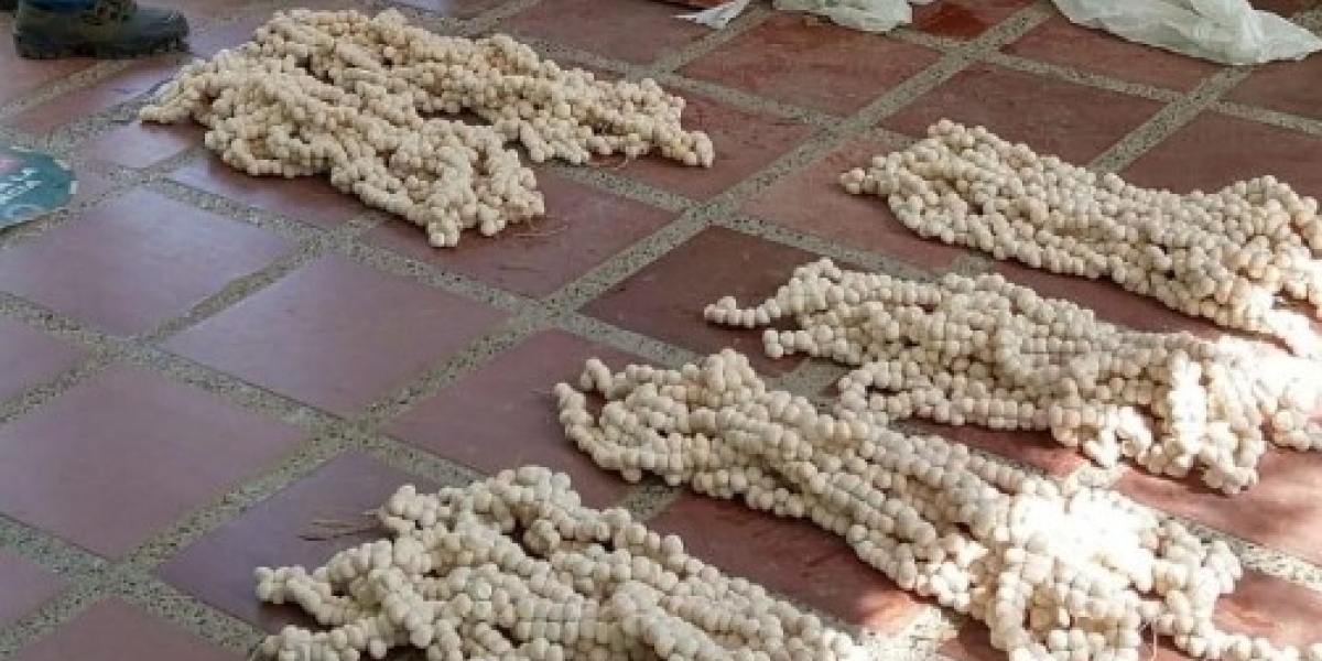 Cortesía. La incautación de los huevos se llevó a cabo en Ciénaga.